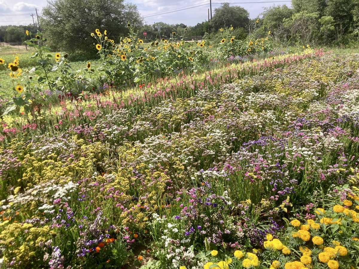 Native wildflower garden in bloom